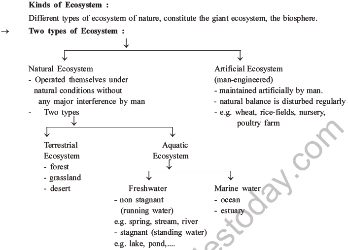 NEET Biology Ecosystem MCQs Set B, Multiple Choice Questions